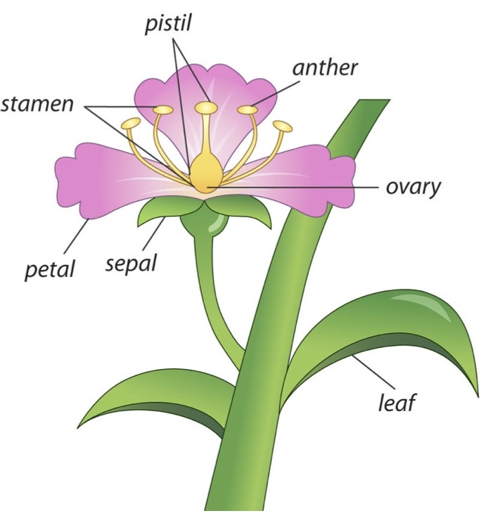 What Is The Male Part Of The Flowering Plant Is Called