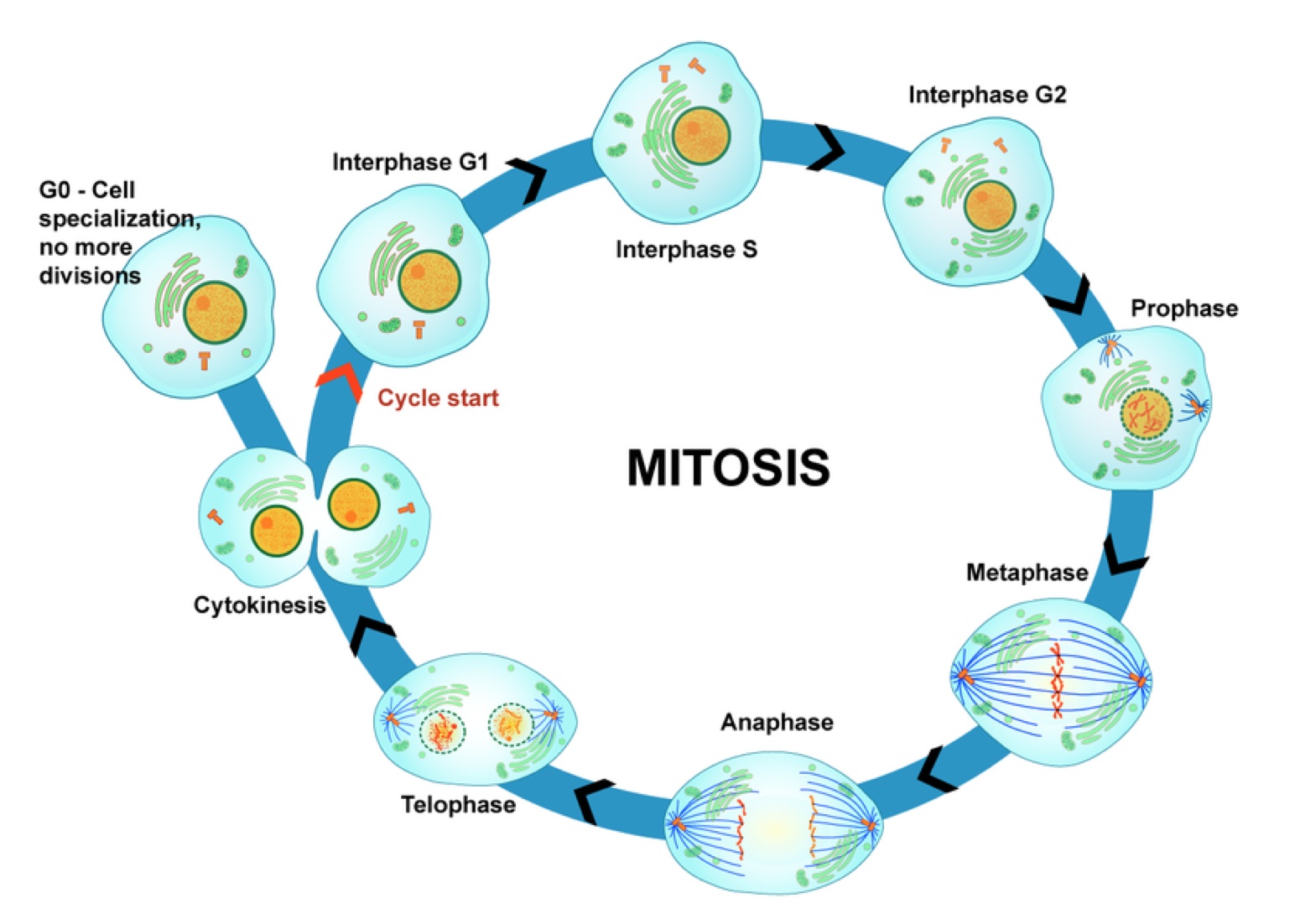 Plant cell mitosis diagram Idea