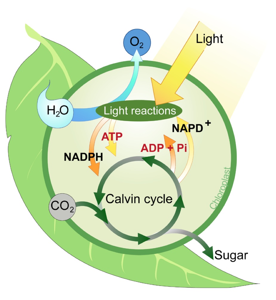 Photosynthesis