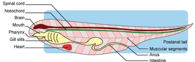 Vertebrates