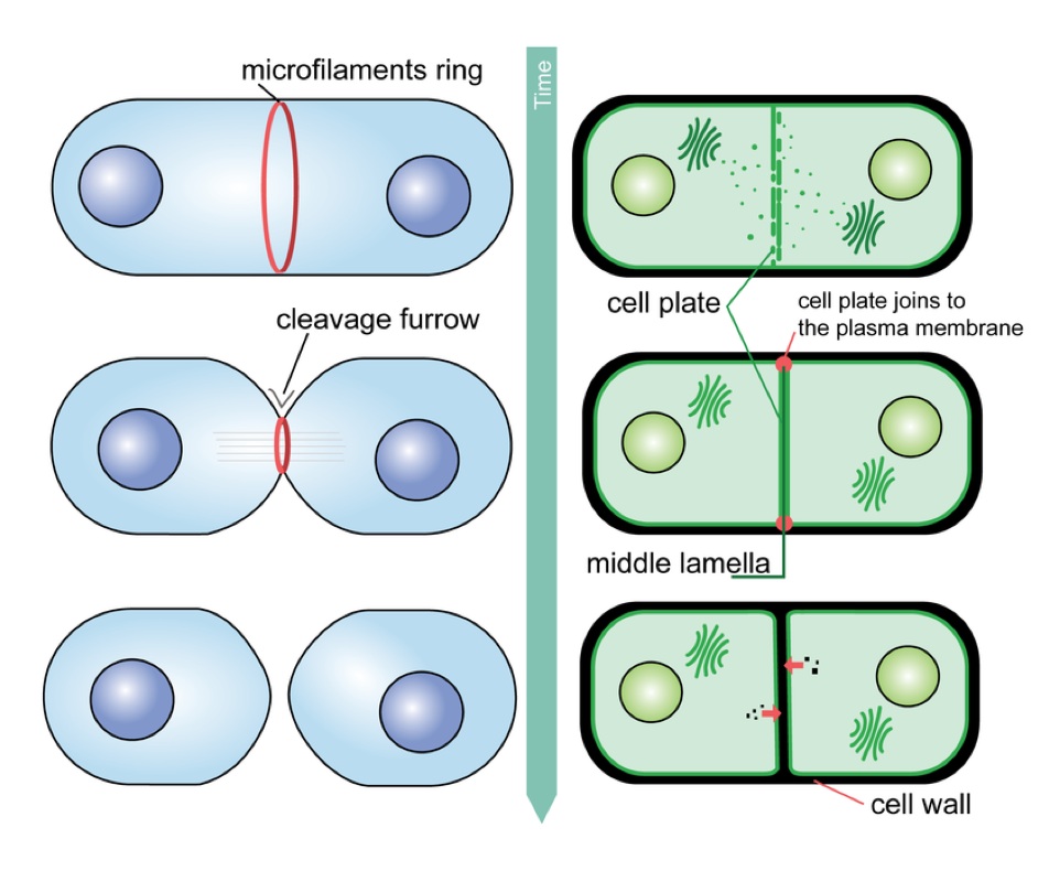 telophase in plant cells