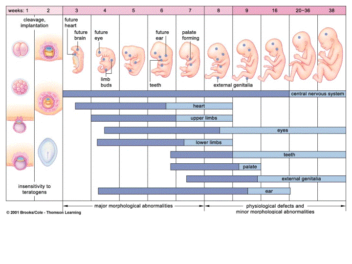 zygote development