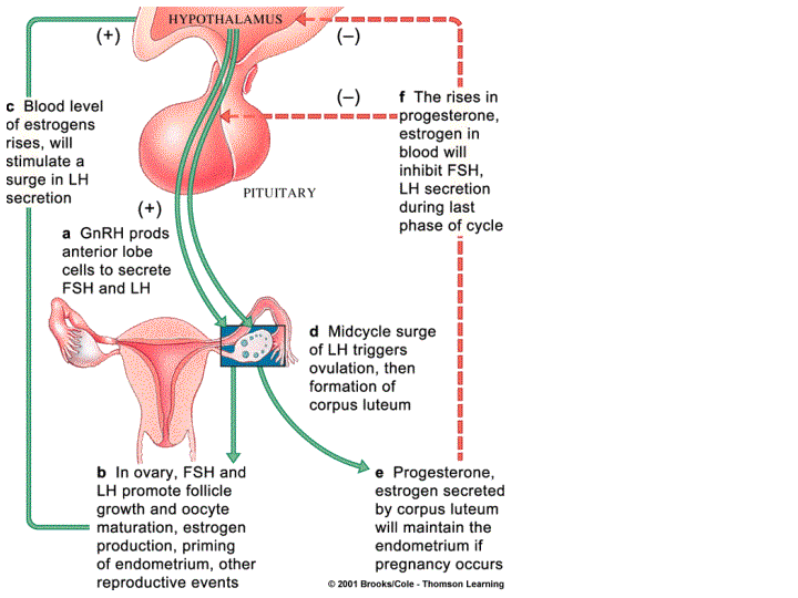 Female Sexual Hormones 39