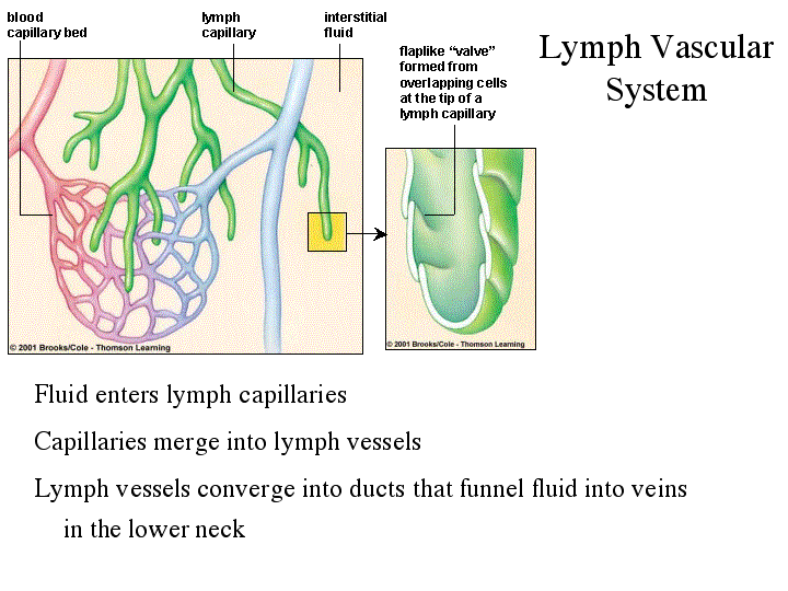 Circulatory, Lymphatic, and Immune Systems