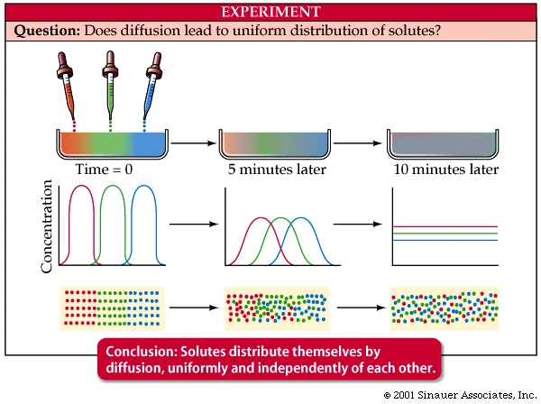 Concentration Gradients