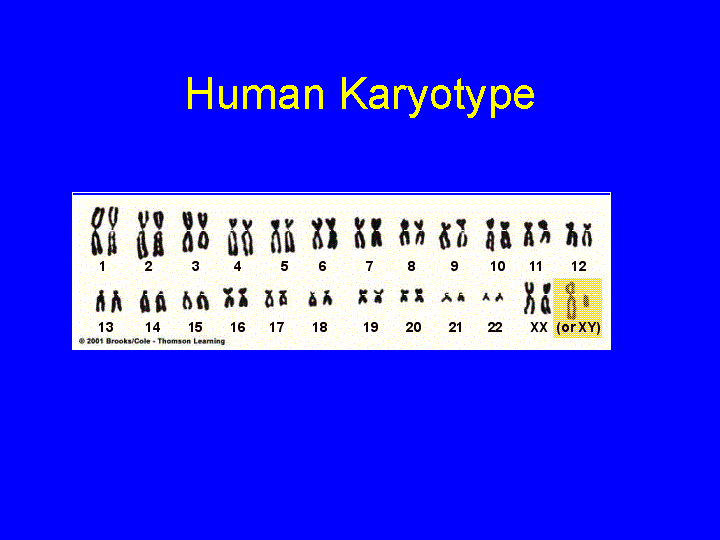 Sex Chromosomes 6634