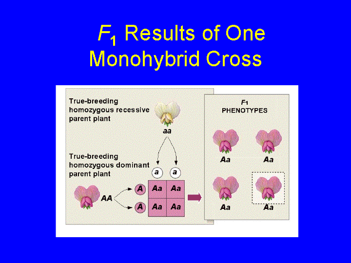 Monohybrid Crosses