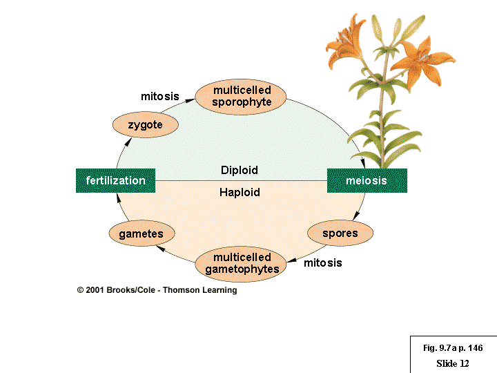 gametes in plants