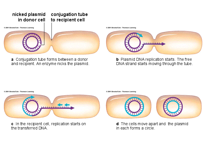 bacterial conjugation animation