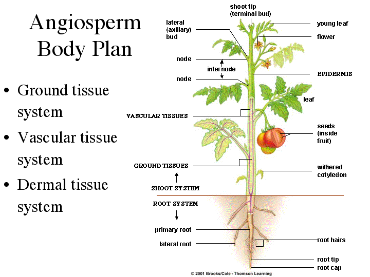 plant dermal tissue