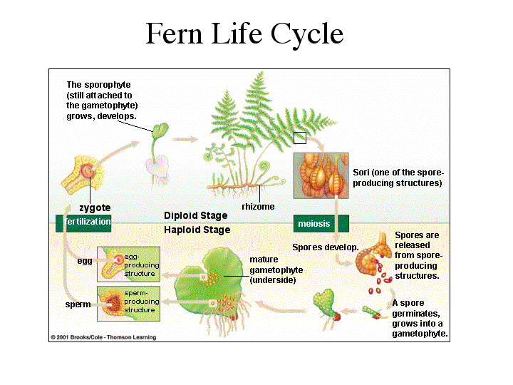 vascular seedless plants life cycle