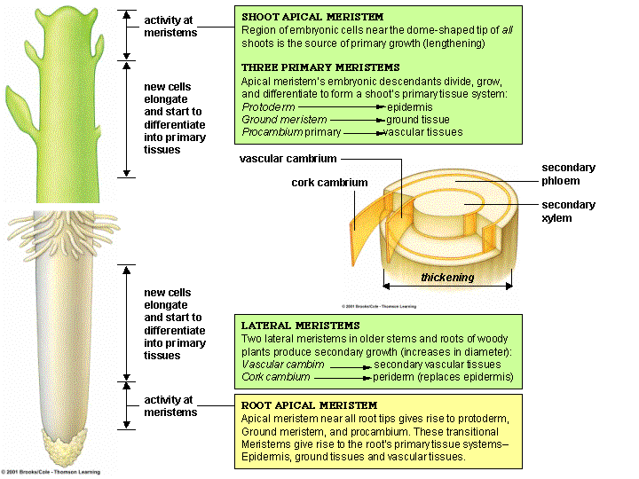 plant dermal tissue