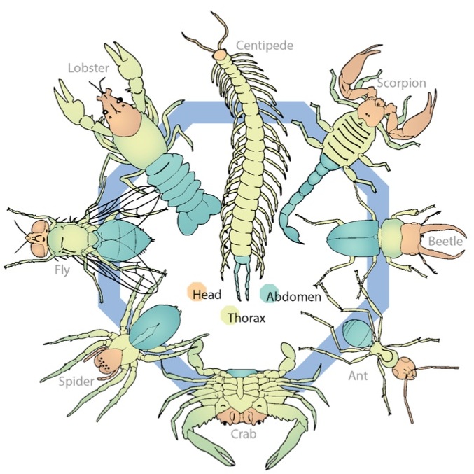 Arthropods