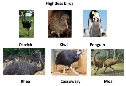 examples of flightless birds