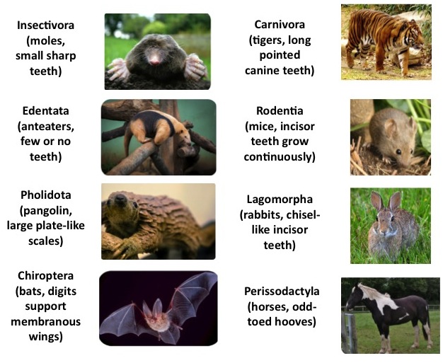 placental-mammals-in-australia-pets-lovers