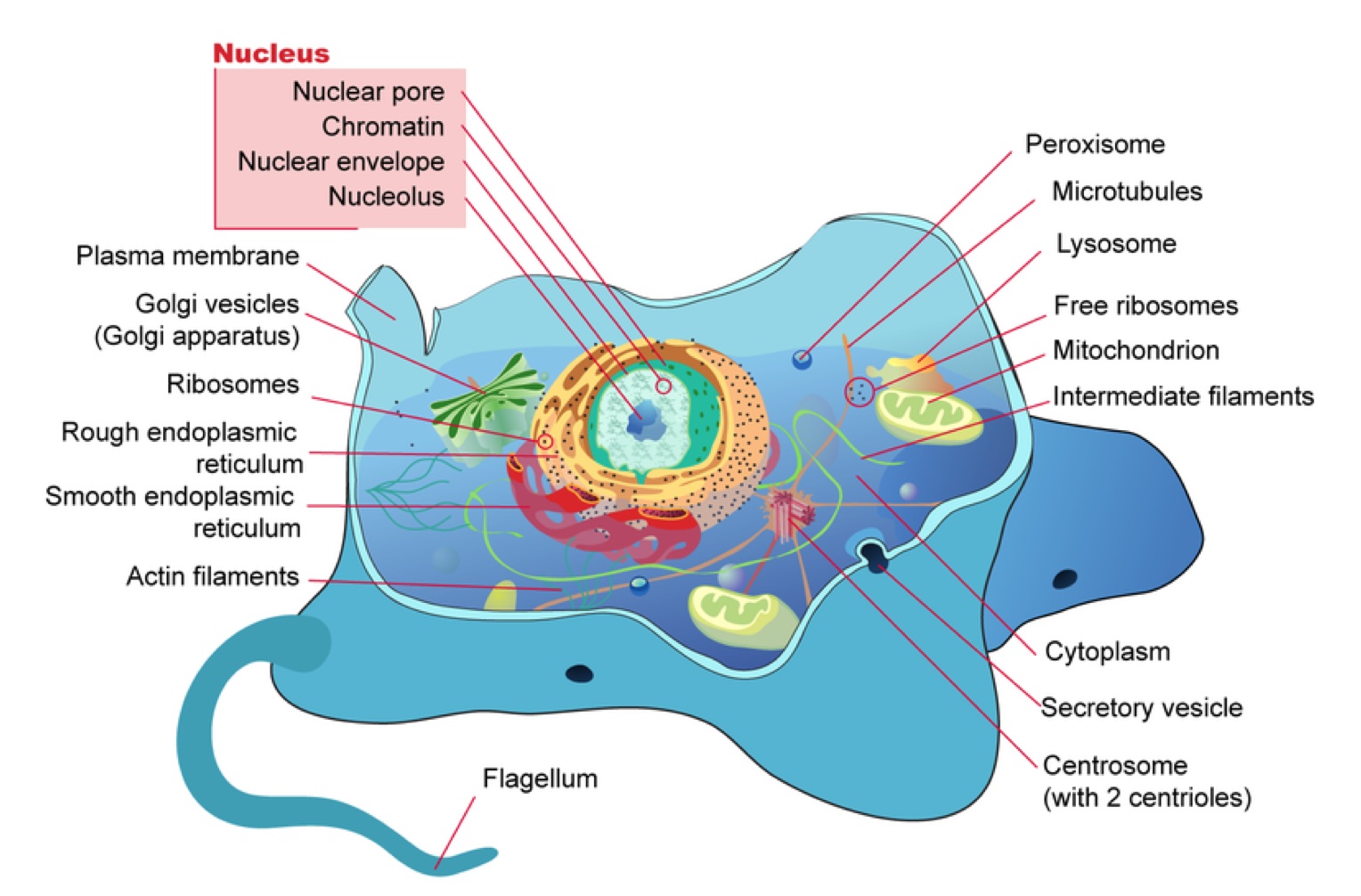 cell-theory