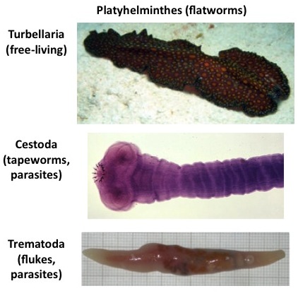 platyhelminthes flatworms élőhely)